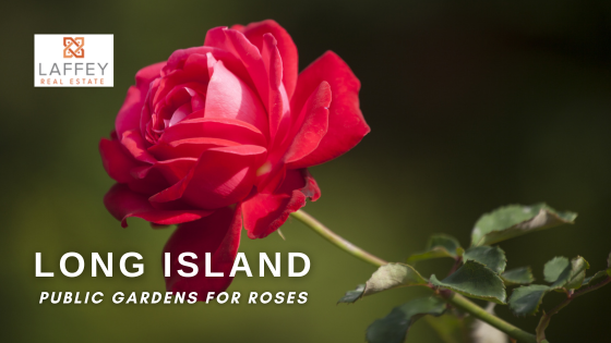 Rose Gardens on Long Island | Laffey Real Estate